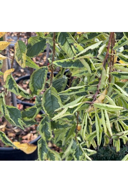 Сакура варієгатна Фрілі Фок 